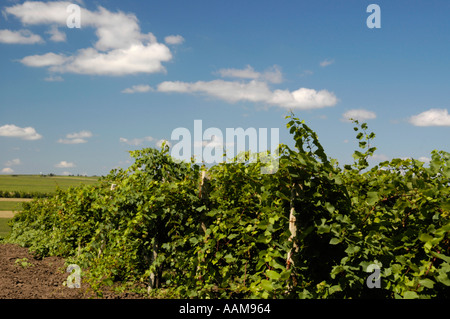 Moldau, berühmten Weingut Cricova, Weinberge Stockfoto