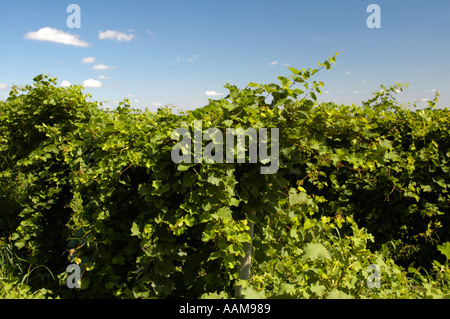 Moldau, berühmten Weingut Cricova, Weinberge Stockfoto