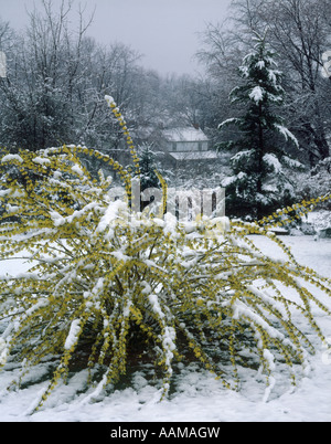 SCHNEEBEDECKTE FORSYTHIA Stockfoto