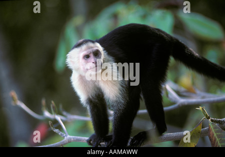 WEIßEN KONFRONTIERT KAPUZINER AFFEN COSTARICA Stockfoto