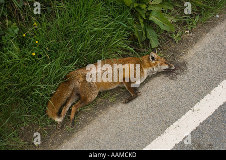 Ein Fuchs getötet von einem Auto auf der Seite der Straße Stockfoto