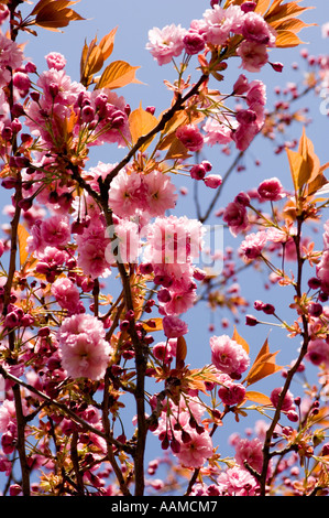 Kirschbaum in voller Blüte, Frühling Nachmittag, UK Stockfoto