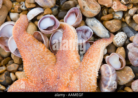 Toten Seestern am Strand angespült Stockfoto