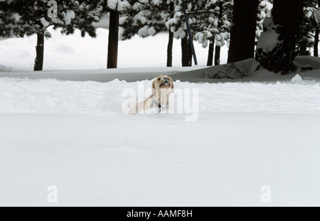Drei Jahre alten gelben Labrador Retriever spielen im Tiefschnee Stockfoto