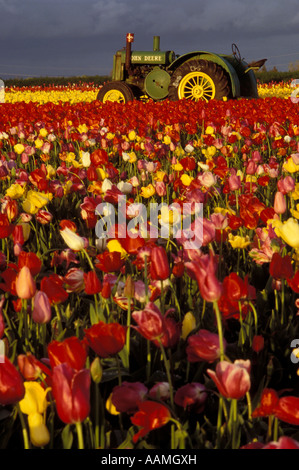 TULPEN TRAKTOR AUS HOLZ SHOE COMPANY CLACKAMAS COUNTY Stockfoto