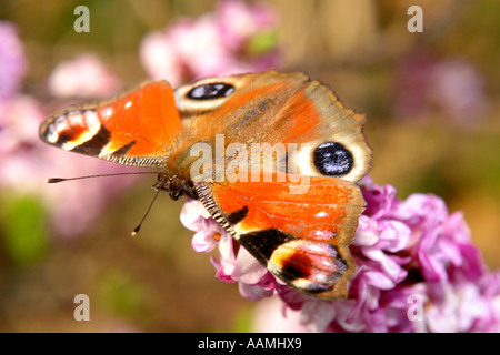 Peacock butterfly Inachis Io auf die violetten Blüten sitzen Stockfoto