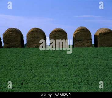 LUZERNE UND HEU NEBRASKA Stockfoto