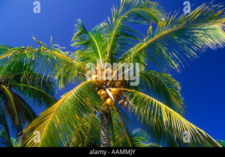PALM TREE PLAYA DE CARMEN MEXIKO Stockfoto