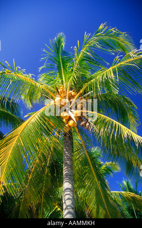 PALM TREE PLAYA DE CARMEN MEXIKO Stockfoto