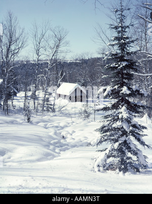 ZUCKER HÄUSER WEST BURKE VT KIEFER & AHORN BÄUME SCHWER BELADEN MIT NEU NEUSCHNEE KALTE LANDSCHAFT INMITTEN Stockfoto