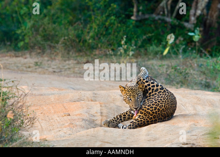 Asiatischen Leoparden Panthera Pardus Kotiya - Auge in Auge Stockfoto