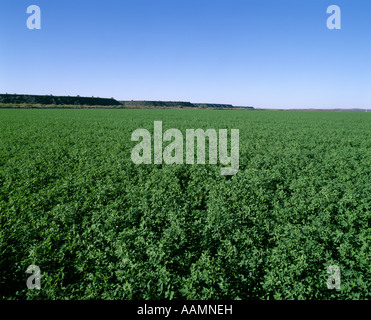 WÜSTE BEWÄSSERT AUSGEZEICHNETE ALFALFA LUZERNE BEREIT ZUR ERNTE NOVEMBER 1999 GILA BEND ARIZONA Stockfoto