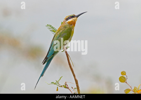 Blaue Tailed Bee Eater - Merops philippinus Stockfoto