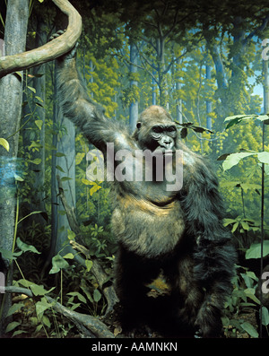 AUSGESTOPFTE EXEMPLAR DER BERGGORILLA DIORAMA DISPLAY NATURKUNDEMUSEUM PRÄPARATOREN BEDROHTER ARTEN GROßE APE Stockfoto