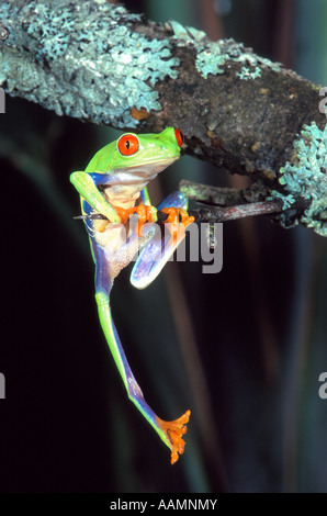 RED-EYED Laubfrosch Agalychnis Callidryas Mittelamerika Stockfoto