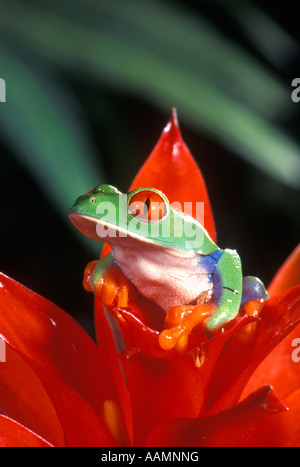 RED EYED Laubfrosch Agalychnis Callidryas COSTA RICA Stockfoto