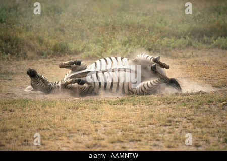 AMBOSELI NATIONAL PARK KENIA GEMEINSAME ZEBRA UNTER STAUB BAD Stockfoto