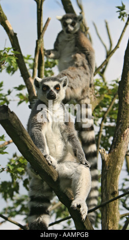Auf einem Baum sitzen zwei Kattas (Lemur Catta) Stockfoto