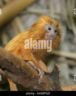 Ein junger Goldener Löwe Tamarin (Leontopithecus Rosalia), 18 Tage alt, auf einem Ast Stockfoto