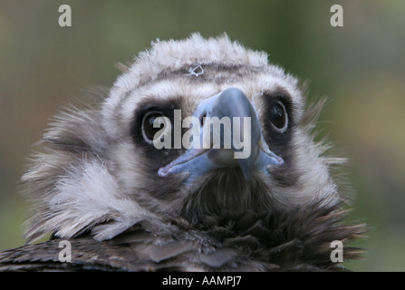 Mönchsgeier (Aegypius Monachus) Stockfoto