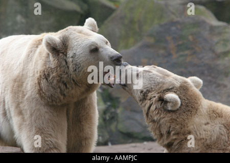 Zwei syrische Bären (Ursus Arctos Syriacus) schnüffeln an einer anderen Stockfoto