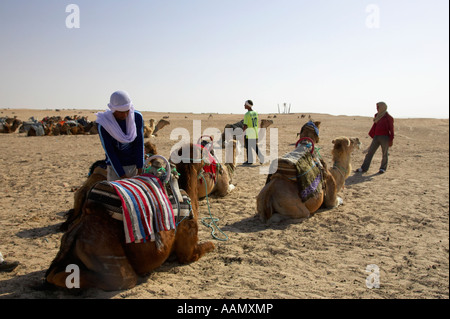 Beduinen Kamel zart strafft Sattel auf Dromedar Kamel, bevor Touristen für Reise in die Wüste Sahara in Douz Tunesien kommen Stockfoto