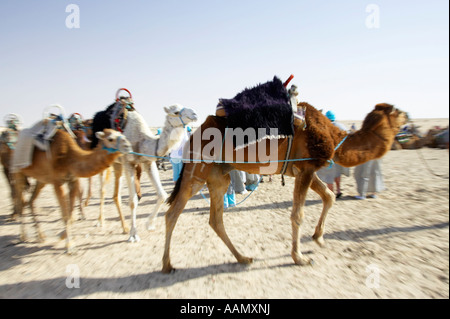 Gruppe von Kamelen mit Sätteln, Umzug in die Sahara-Wüste in Douz Tunesien Stockfoto