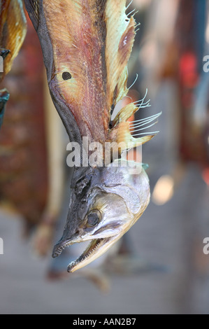 Gefangen von Eskimo Fischer hängen zum Trocknen an Kotzeue Alaska Lachs Stockfoto