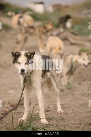 Eskimo Schlittenhunde angekettet auf der Insel-Community von shishmaref Stockfoto