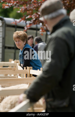 Eastgate Sheepshow Eastgate Wear Valley County Durham Stockfoto