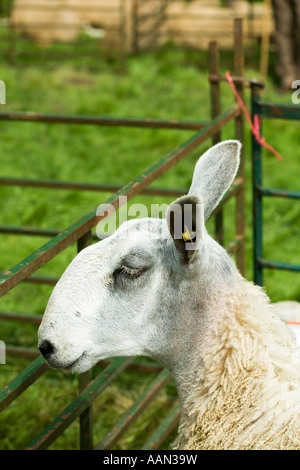 Eastgate Sheepshow Eastgate Wear Valley County Durham Stockfoto