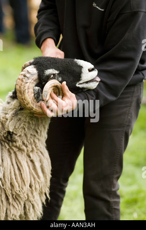 Eastgate Sheepshow Eastgate Wear Valley County Durham Stockfoto