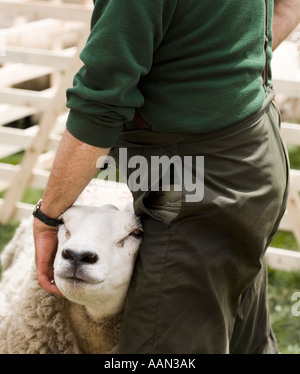 Eastgate Sheepshow Eastgate Wear Valley County Durham Stockfoto