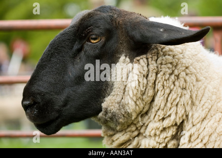 Eastgate Sheepshow Eastgate Wear Valley County Durham Stockfoto