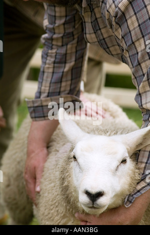 Eastgate Sheepshow Eastgate Wear Valley County Durham Stockfoto