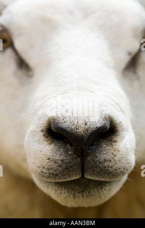 Eastgate Sheepshow Eastgate Wear Valley County Durham Stockfoto