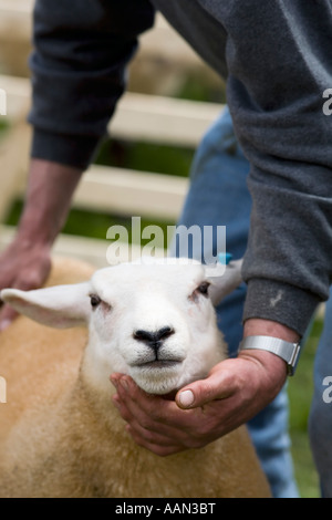 Eastgate Sheepshow Eastgate Wear Valley County Durham Stockfoto