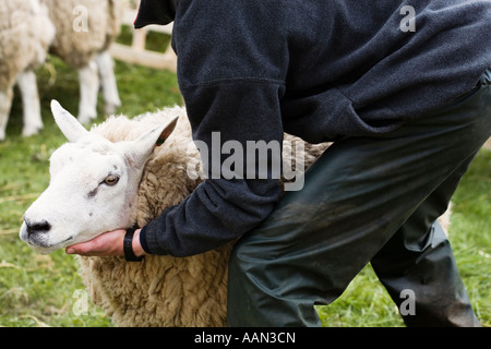 Eastgate Sheepshow Eastgate Wear Valley County Durham Stockfoto