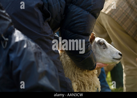 Eastgate Sheepshow Eastgate Wear Valley County Durham Stockfoto