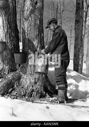 1930S 1940S MANN TIPPEN AHORNZUCKER BÄUME IN MAINE Stockfoto