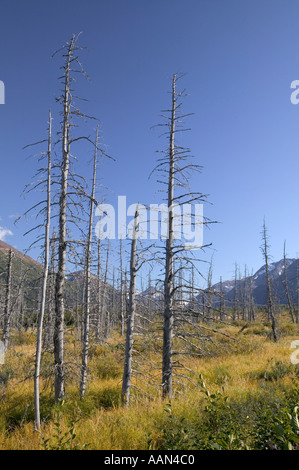 Schwarz-Fichte Bäume von der Fichte Bark Beetle aufgrund der globalen Erwärmung weiter Norden Alaska zu verbreiten und dadurch getötet Stockfoto