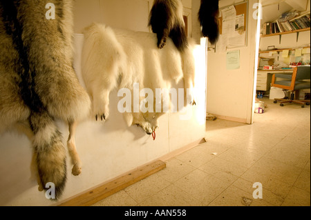 Tierhäute von Eskimo Jäger in Shishmaref Gerberei Alaska getötet Stockfoto