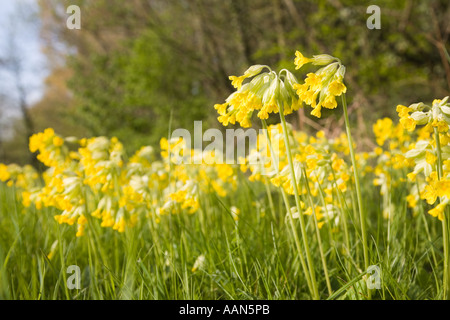 Schlüsselblume Primula Eliator in Straße Grünstreifen Wales UK Stockfoto