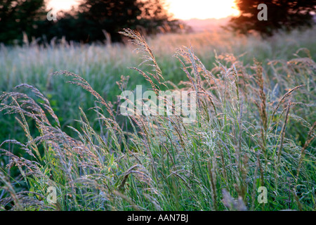 Abendlicht fängt die Samenköpfe der Gräser in den Heuwiesen der Somerset Levels in der Nähe von Kingsbury Episcopi Stockfoto