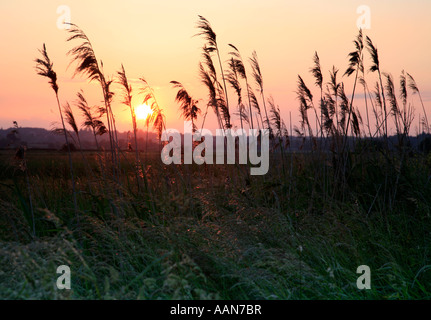 Sommer Sonnenuntergang auf der Somerset Levels in der Nähe von Kingsbury Episcopi Stockfoto