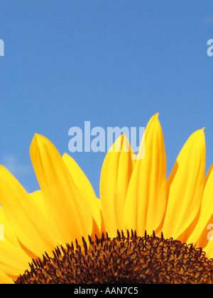 ABSCHNITT EINER SONNENBLUME VOR BLAUEM HIMMEL Stockfoto