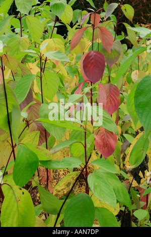 Farbige Blätter und Stiele der gemeinsame Name-Hartriegel Cornus Alba im Westonbirt Arboretum in Gloucestershire Stockfoto