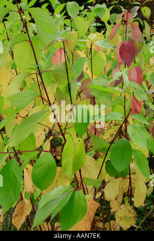 Rote Stängel und sich wandelnden Blätter der Hartriegel im Westonbirt Arboretum in Gloucestershire Stockfoto
