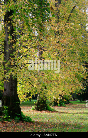 Bestandteil der Lindenallee im Westonbirt Arboretum in Gloucestershire November 2006 Stockfoto