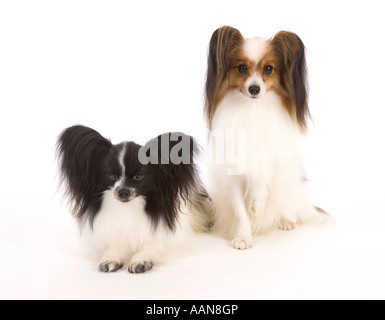 Papillon Hunde im studio Stockfoto